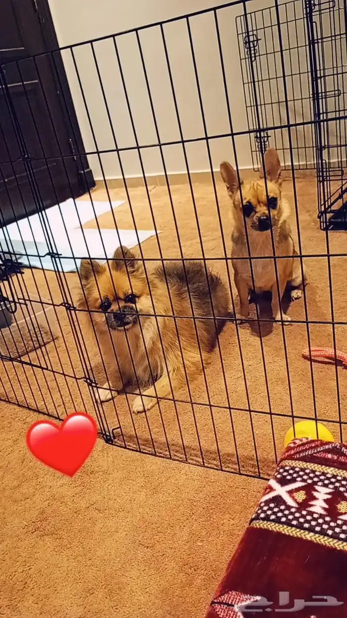 الذكر بومارينبان تيكب حجم صغير وبوز قصيرالأنثى شيواوا مكسيكي 0