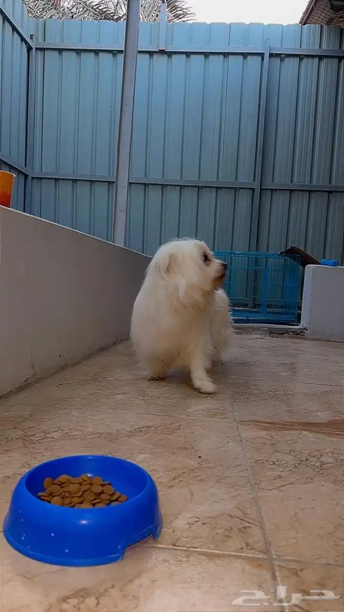 للبيع كلب مالتيز 3