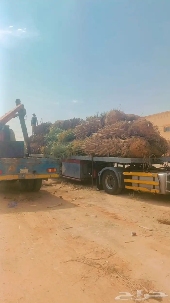 شبوك ونخيل 4