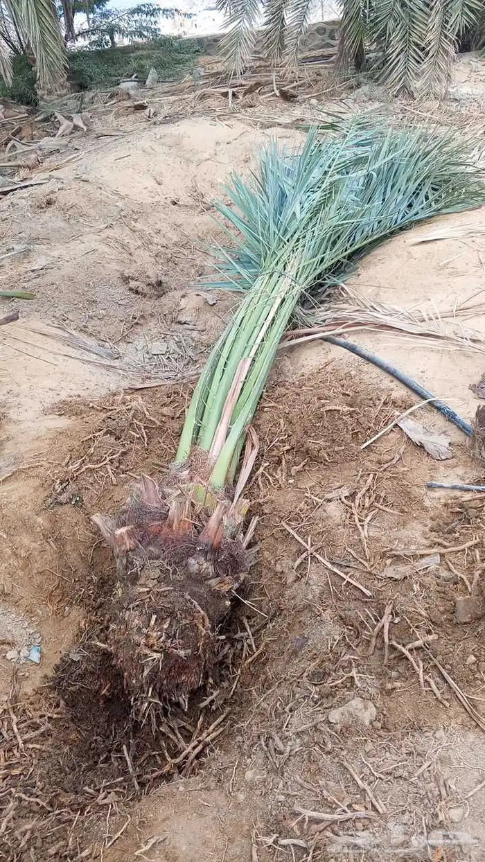 نخل برحي العدد 16حبه نخل للبيع مكه جده الطايف نخل مثمر 4