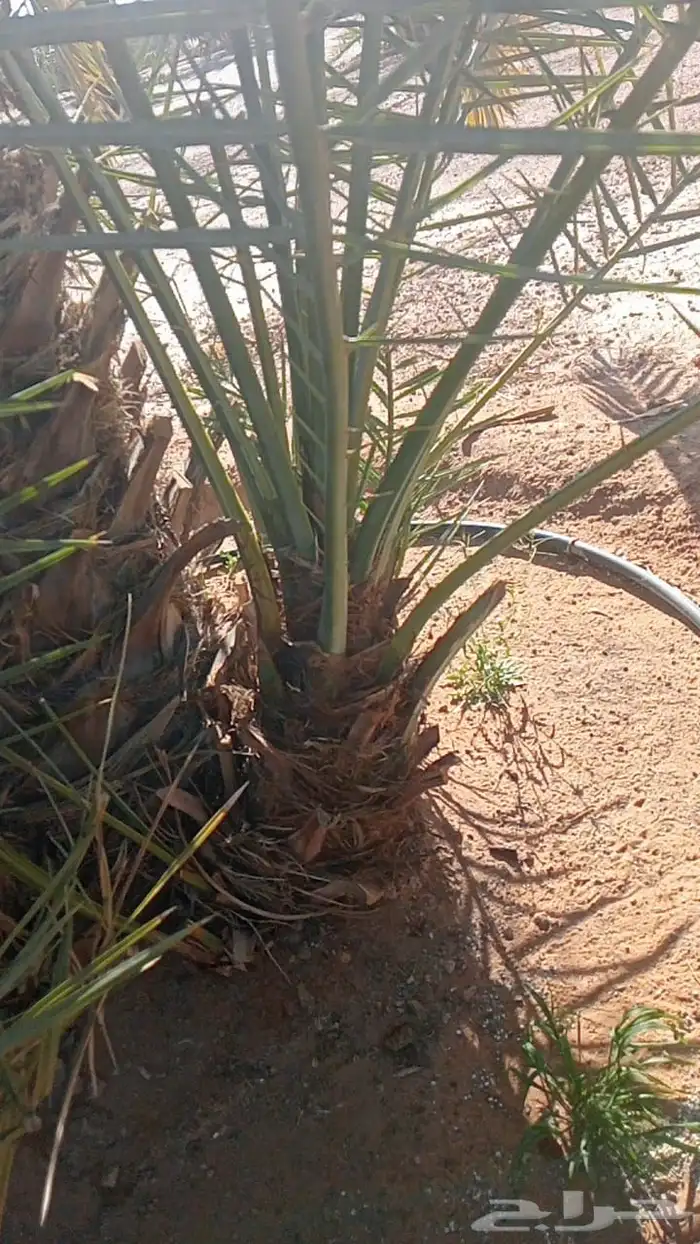 فسايل ونخيل بجميع انواعها 9