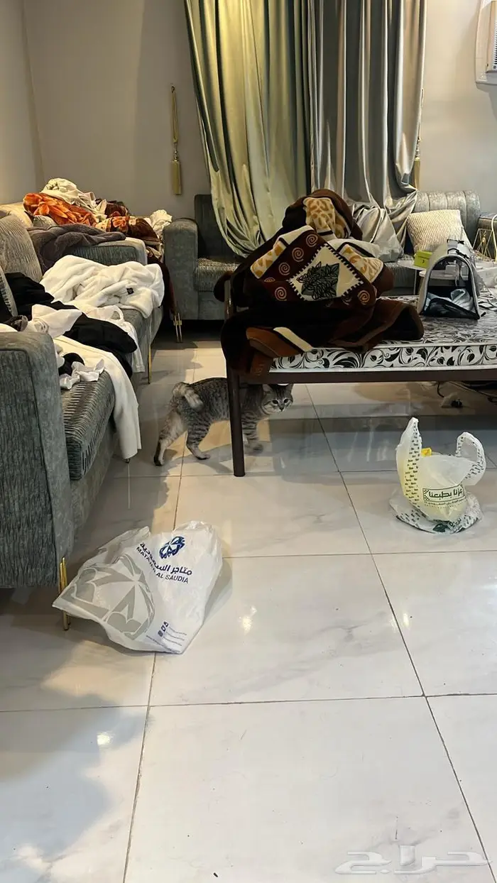 قطو سكوتش ستريت لتبني 6