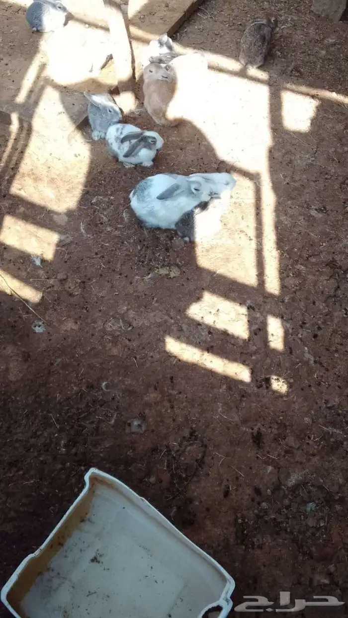 أرانب للبيع العدد 12 حبه 1