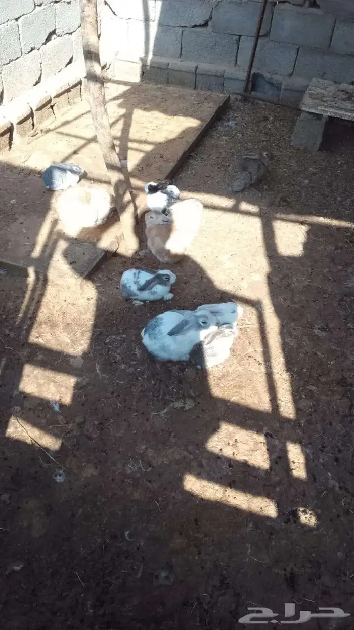 أرانب للبيع العدد 12 حبه 0