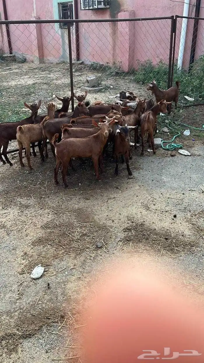 تيوس دهم كله ذكور(تم البيع) 3