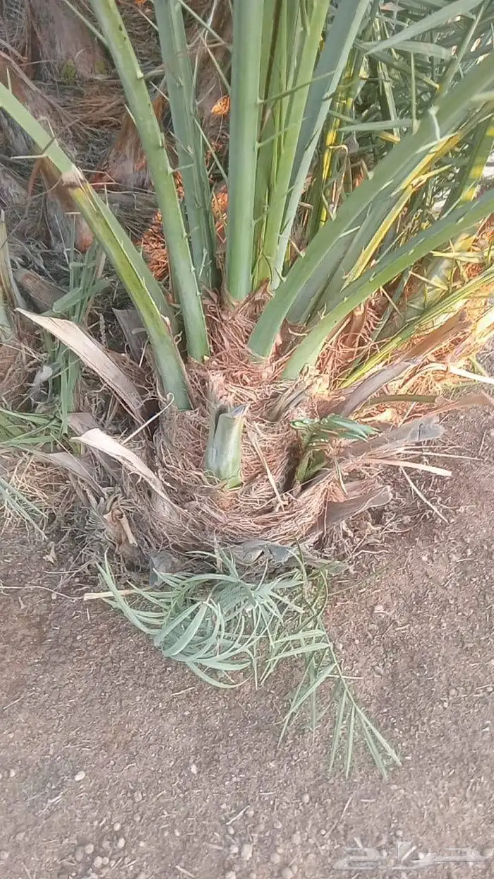 فسايل ونخيل بجميع انواعها 5