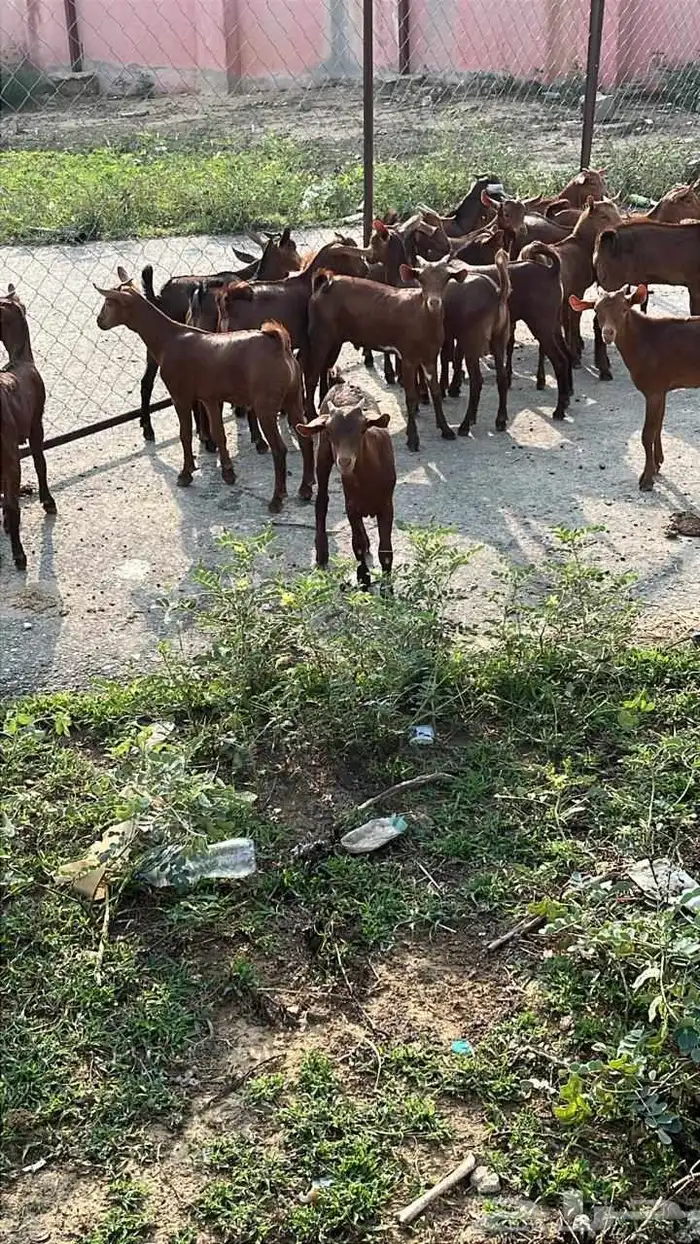 تيوس دهم كله ذكور(تم البيع) 0