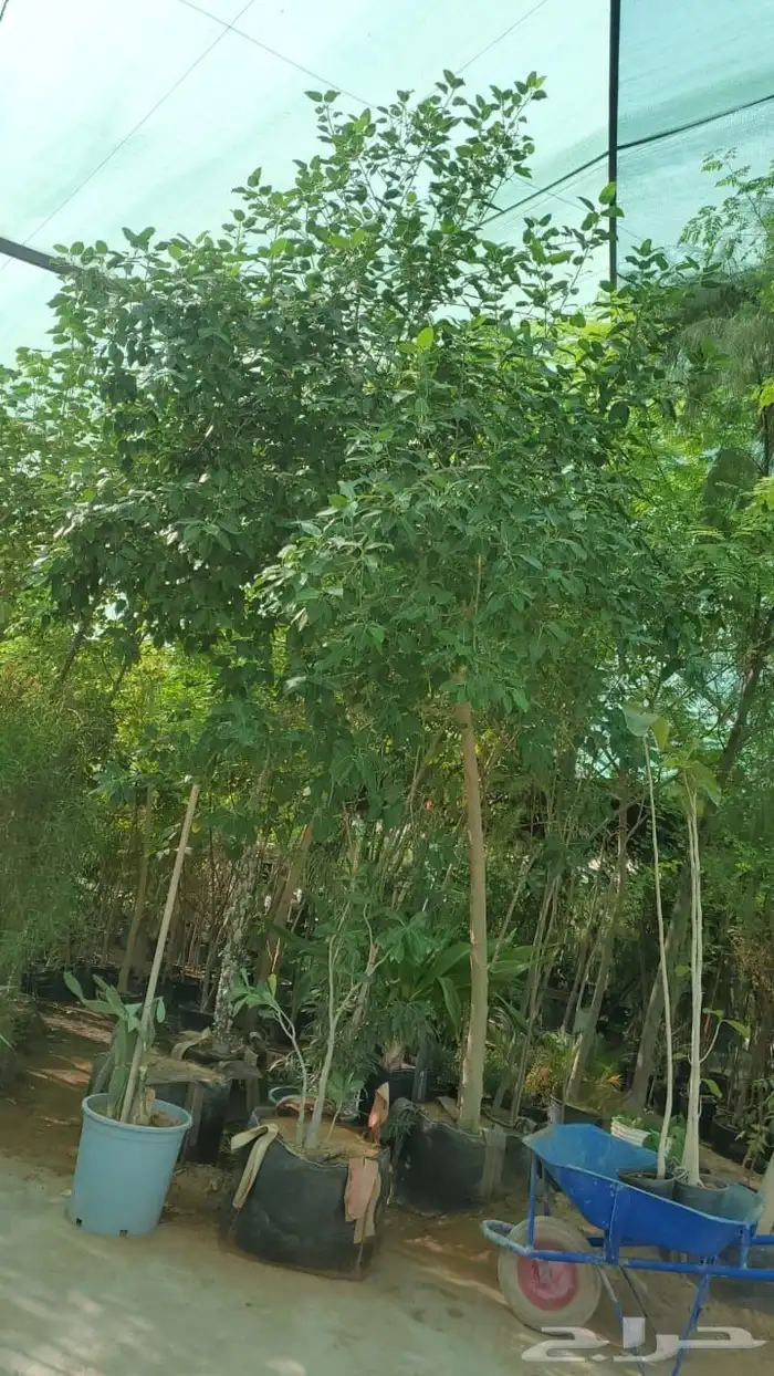 نخل وشنطن زينه ونخل عربي وأشجار 4