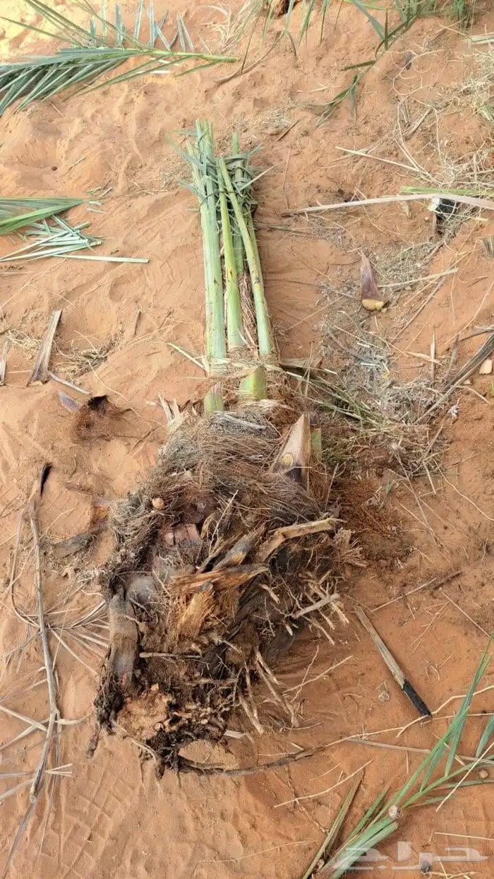 فسائل هلالي صقعي خلاص 0