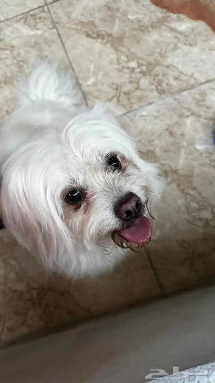 للبيع كلب مالتيز 4