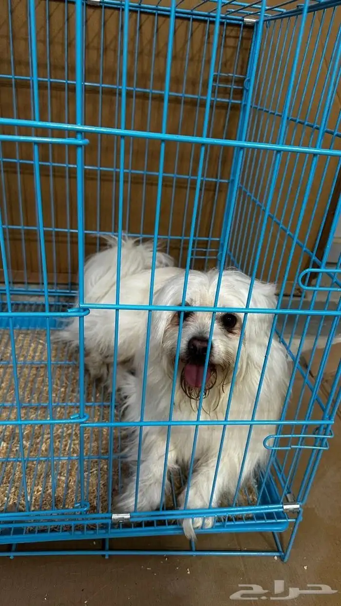 للبيع كلب مالتيز 1