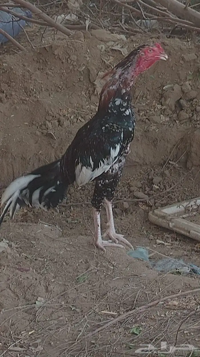 ديك سندي العمر 8 شهور 0