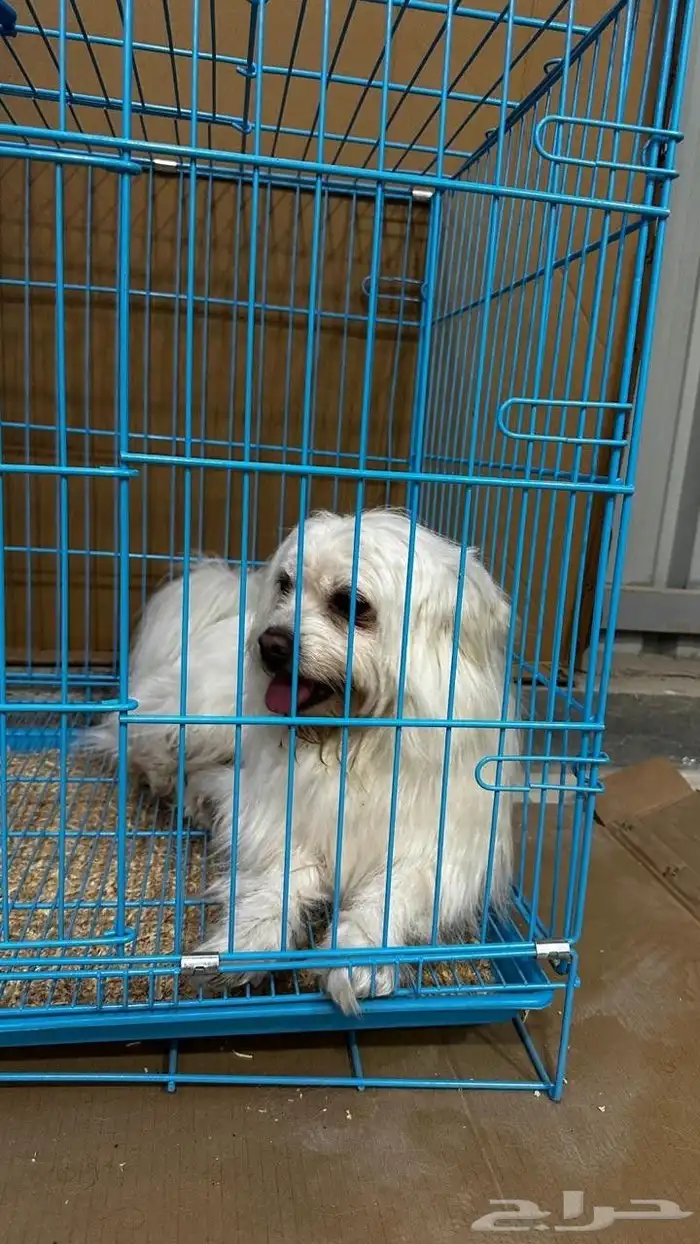 للبيع كلب مالتيز 2