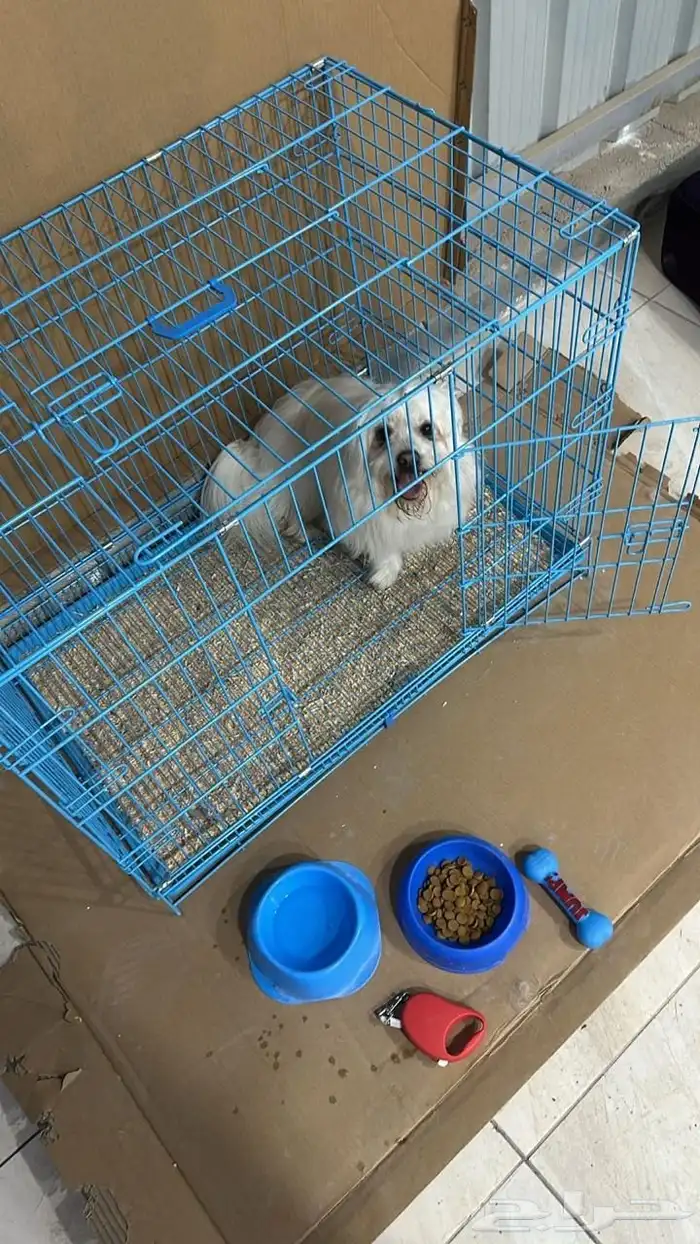 للبيع كلب مالتيز 0