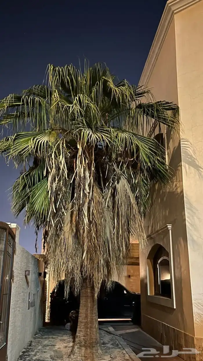 للبيع نخلتين واشنطنيا 0