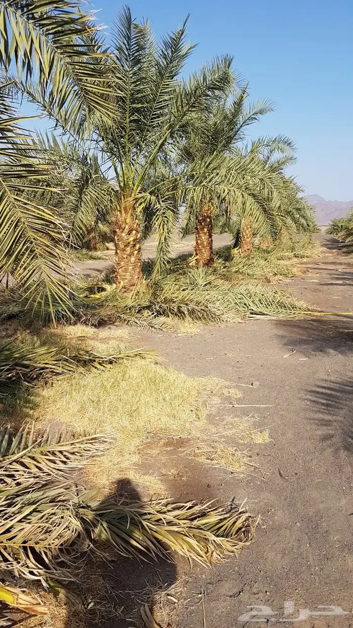 نخيل عربي فسائل نخل نخل عربي نقايل 58