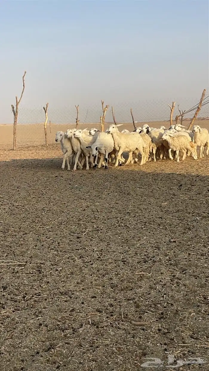 جذعات دفيع حريات صنف غنم بر نظيفه 2