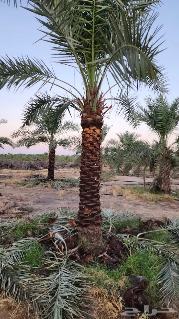 نخيل عربي فسائل نخل نخل عربي نقايل 12