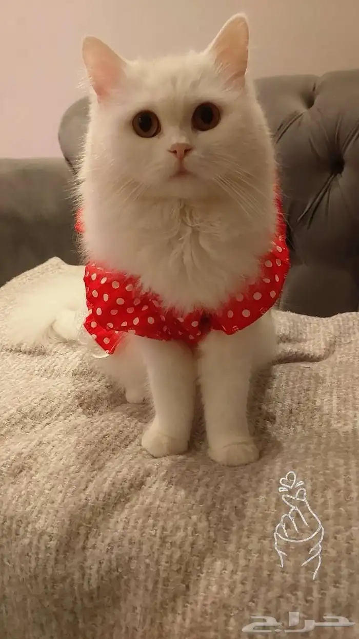 قطه شيرازي بيضاء انثى للتبني 0