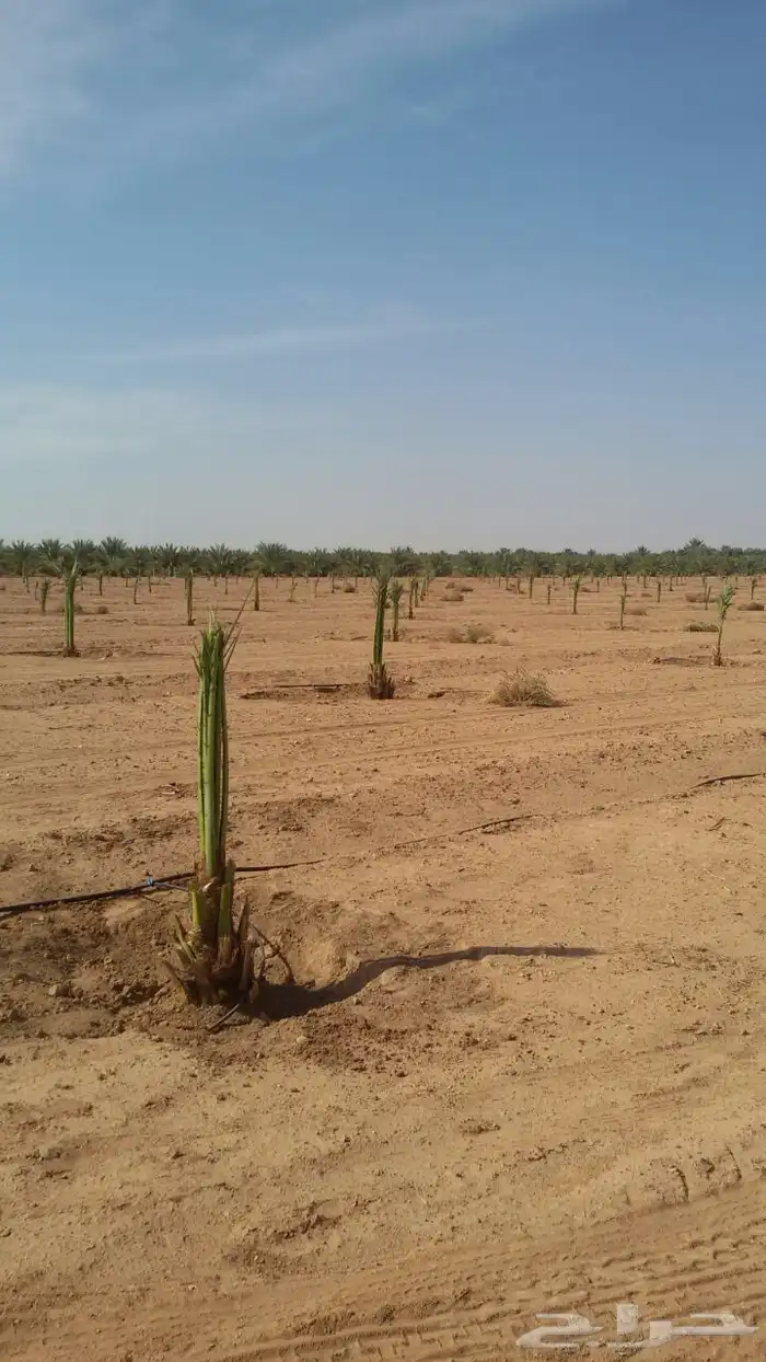 نخيل عربي فسائل نخل نخل عربي نقايل 71