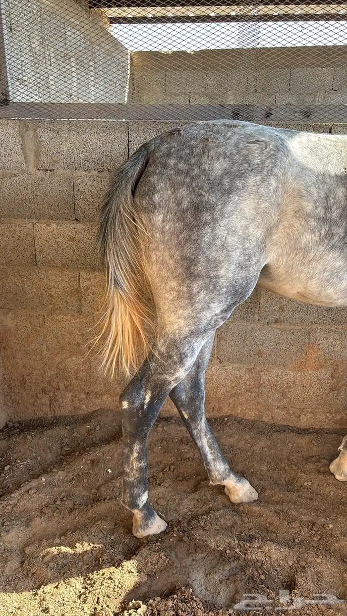 حصان مهر شعبي 1