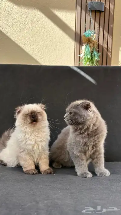 قطة للبيع شكوتش فولد وهملايا index