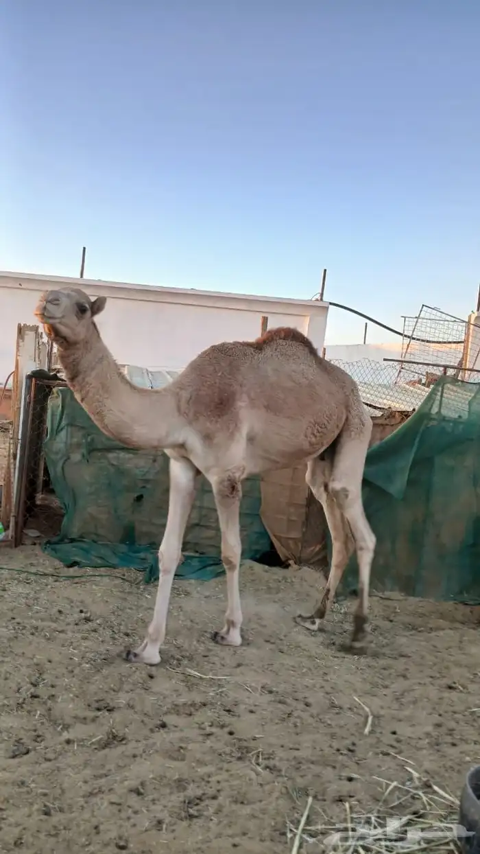 قعود للبيع 1