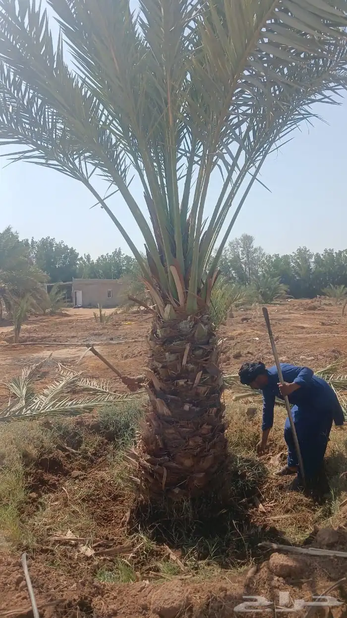 نخيل عربي فسائل نخل نخل عربي نقايل 3