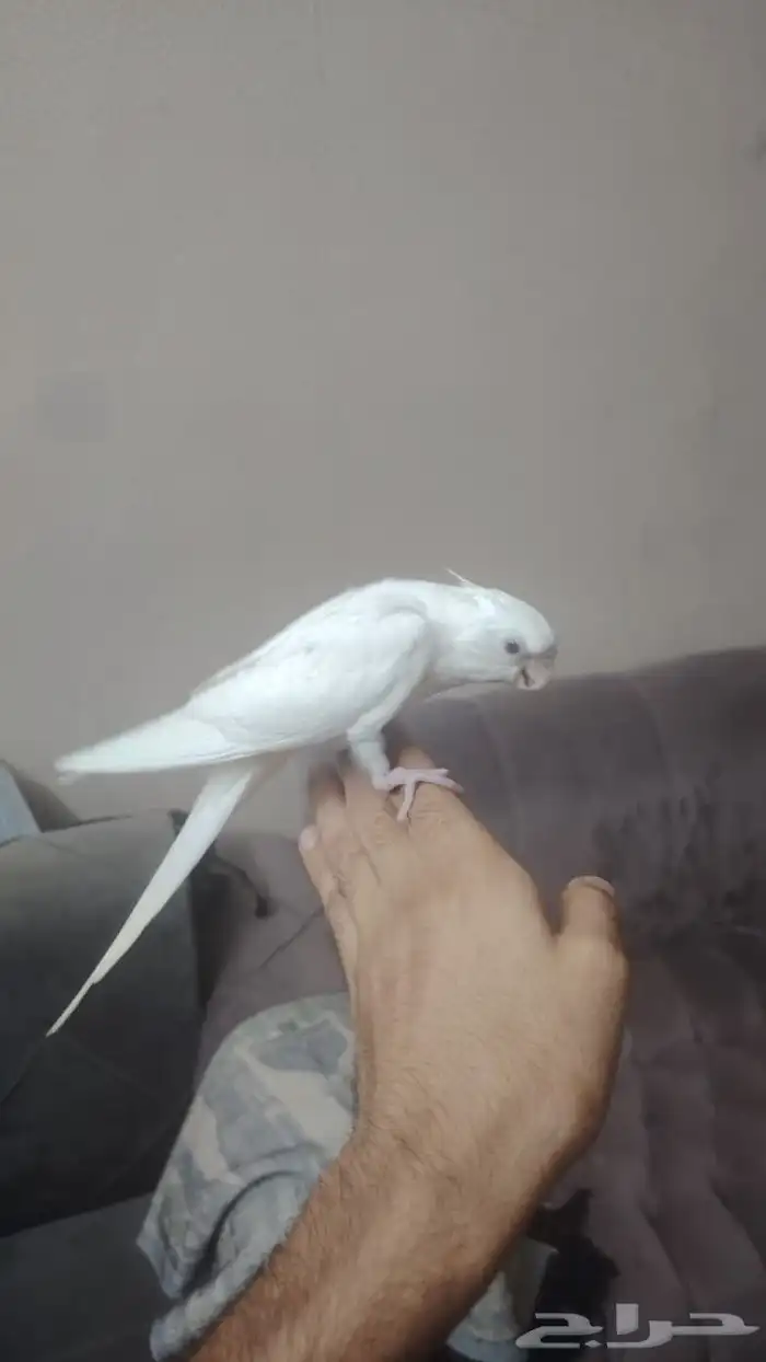 كروان البينو اليف هدد نشبه 1