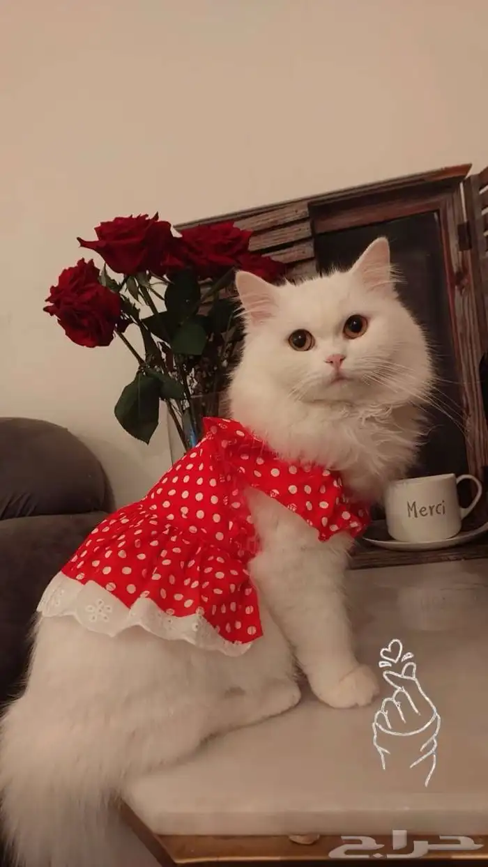 قطه شيرازي بيضاء انثى للتبني 1