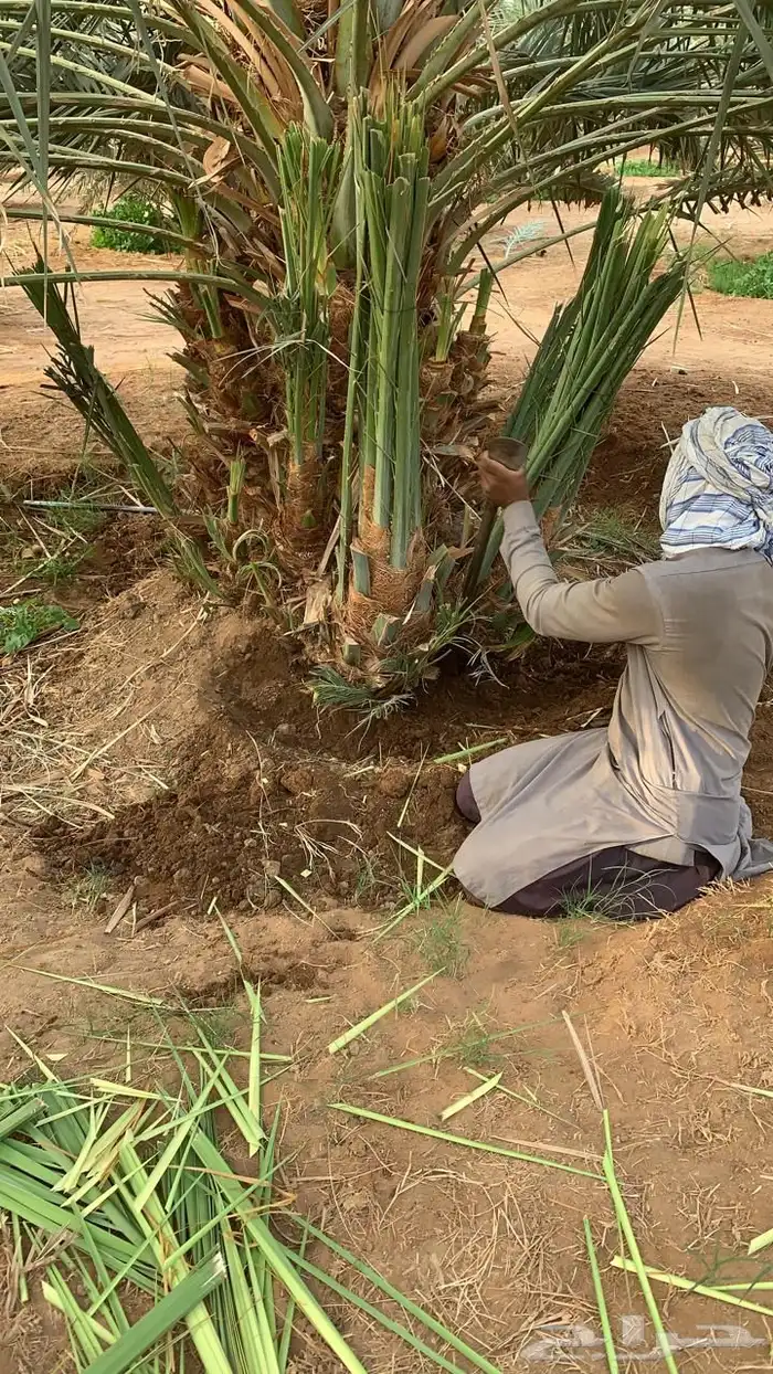 نخيل عربي فسائل نخل نخل عربي نقايل 34