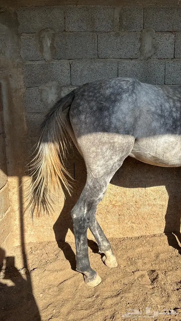 حصان مهر شعبي 4