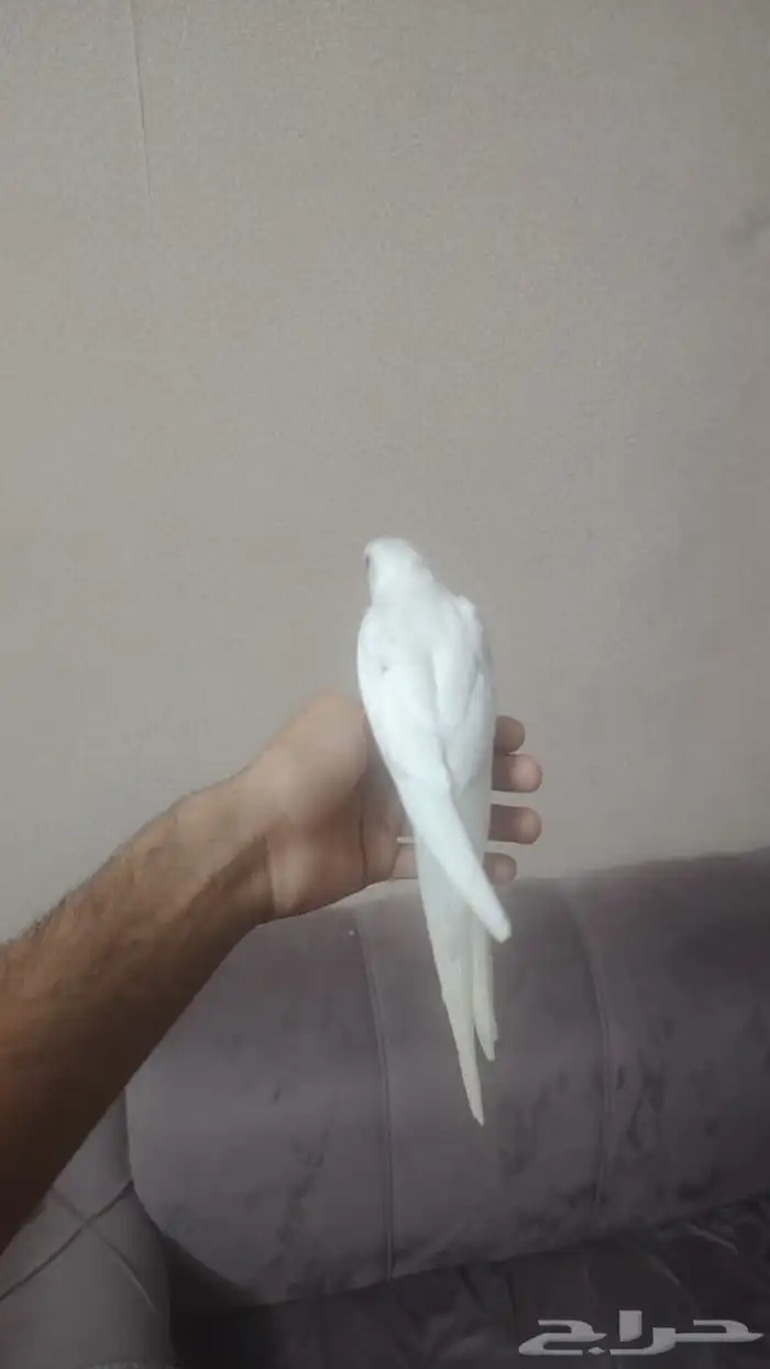 كروان البينو اليف هدد نشبه 2