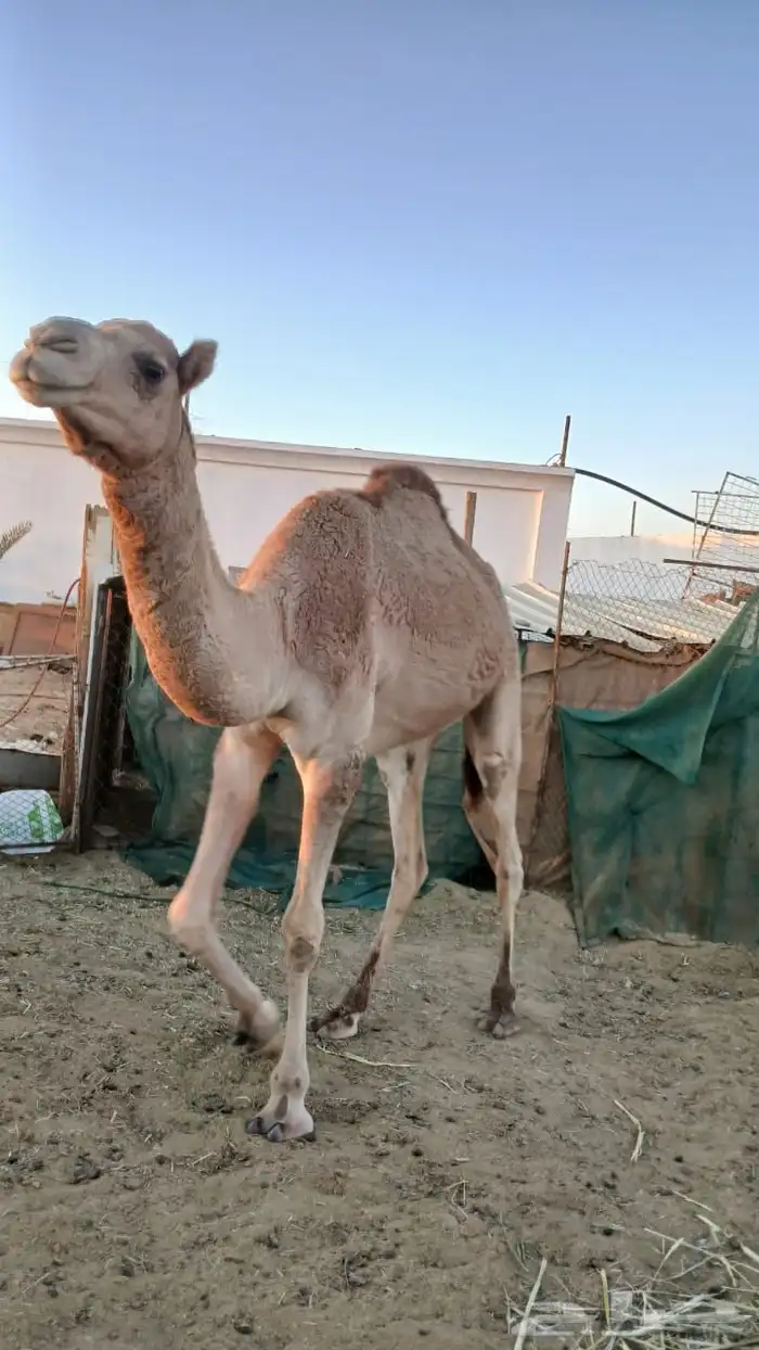 قعود للبيع 0