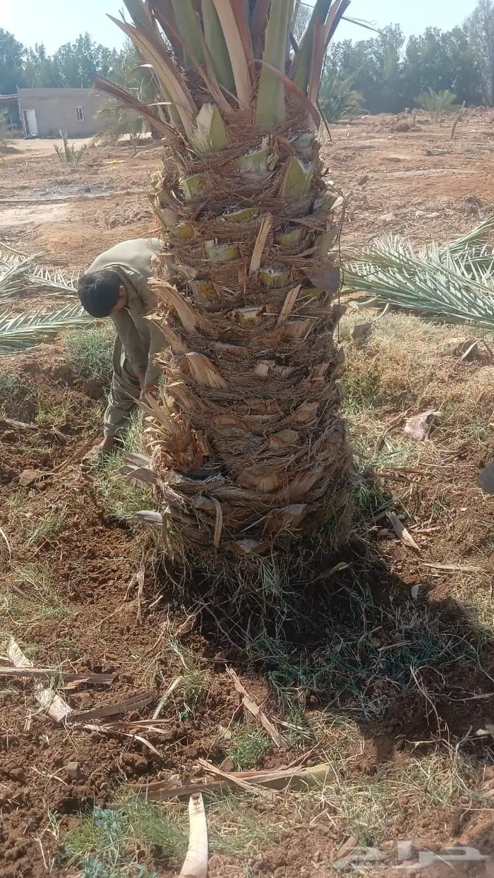 نخيل عربي فسائل نخل نخل عربي نقايل 2