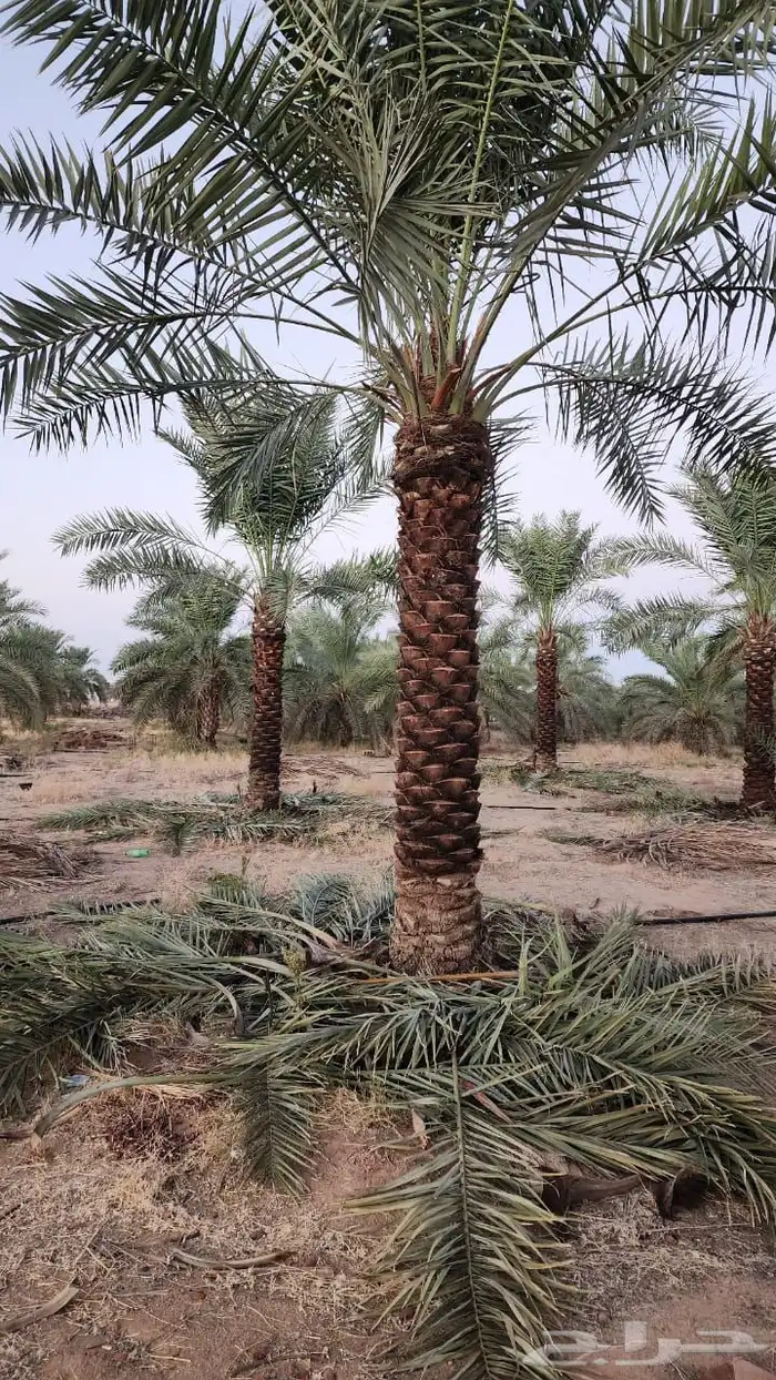 نخيل عربي فسائل نخل نخل عربي نقايل 17