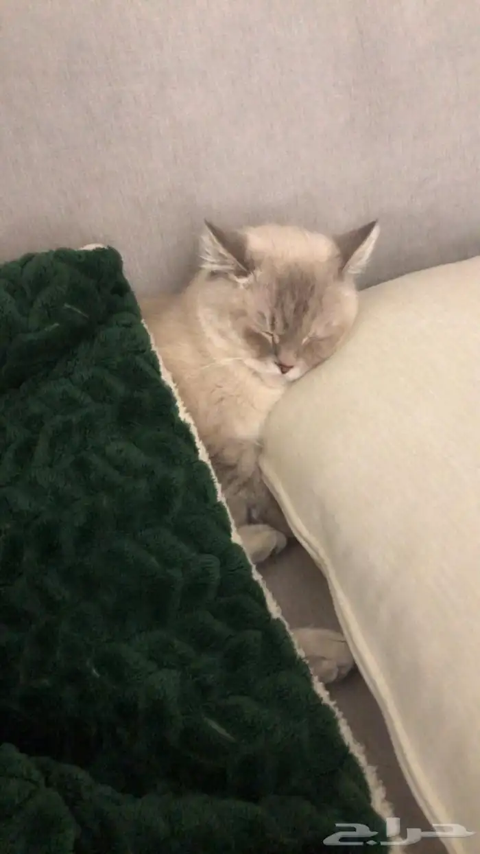 قطه هملايا شيرازي تبني ( بشرط خوف الله فيها وعدم تعقيمها) 0