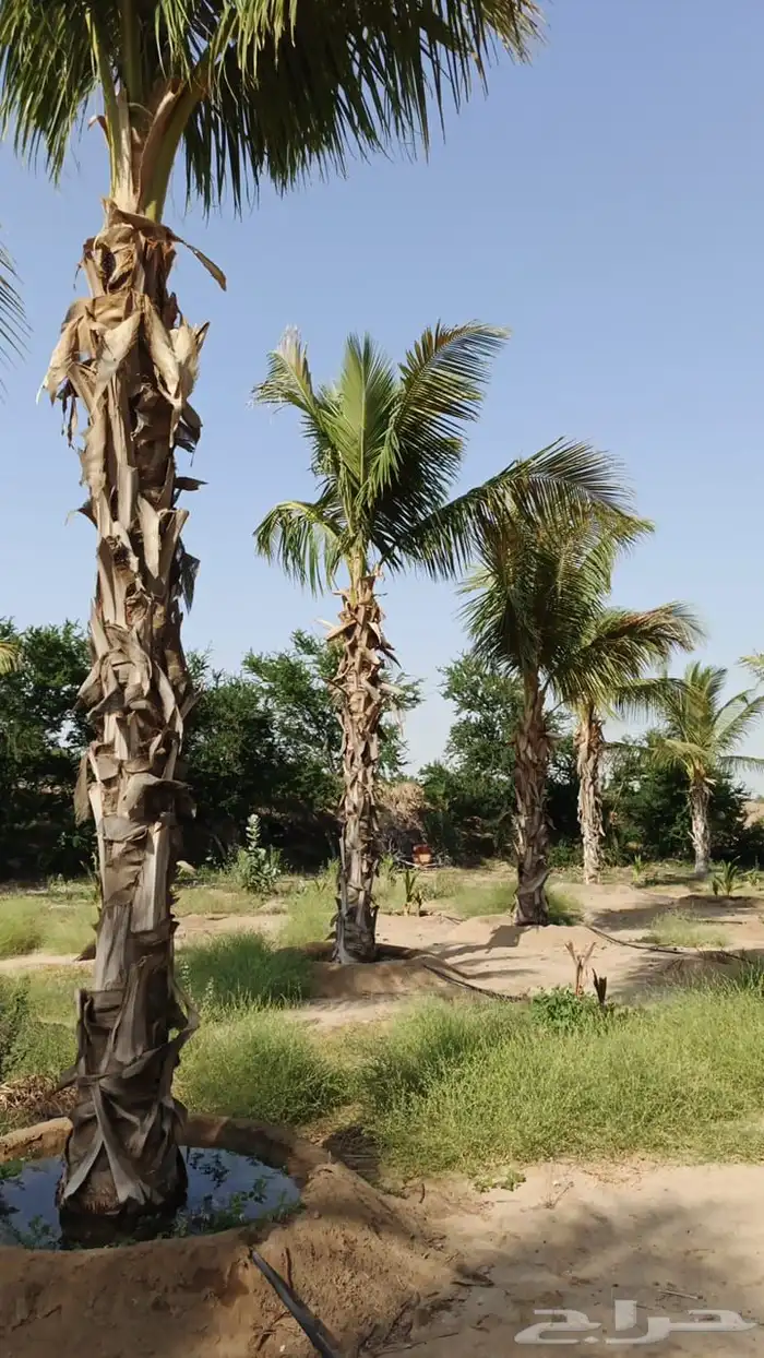 نخيل ملوكي نخيل جوز الهند نارجيل نخيل واشنطني 14