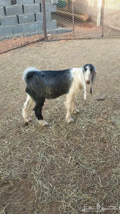 تيس طيب في الجله عمره حول الثلاث شهور 0