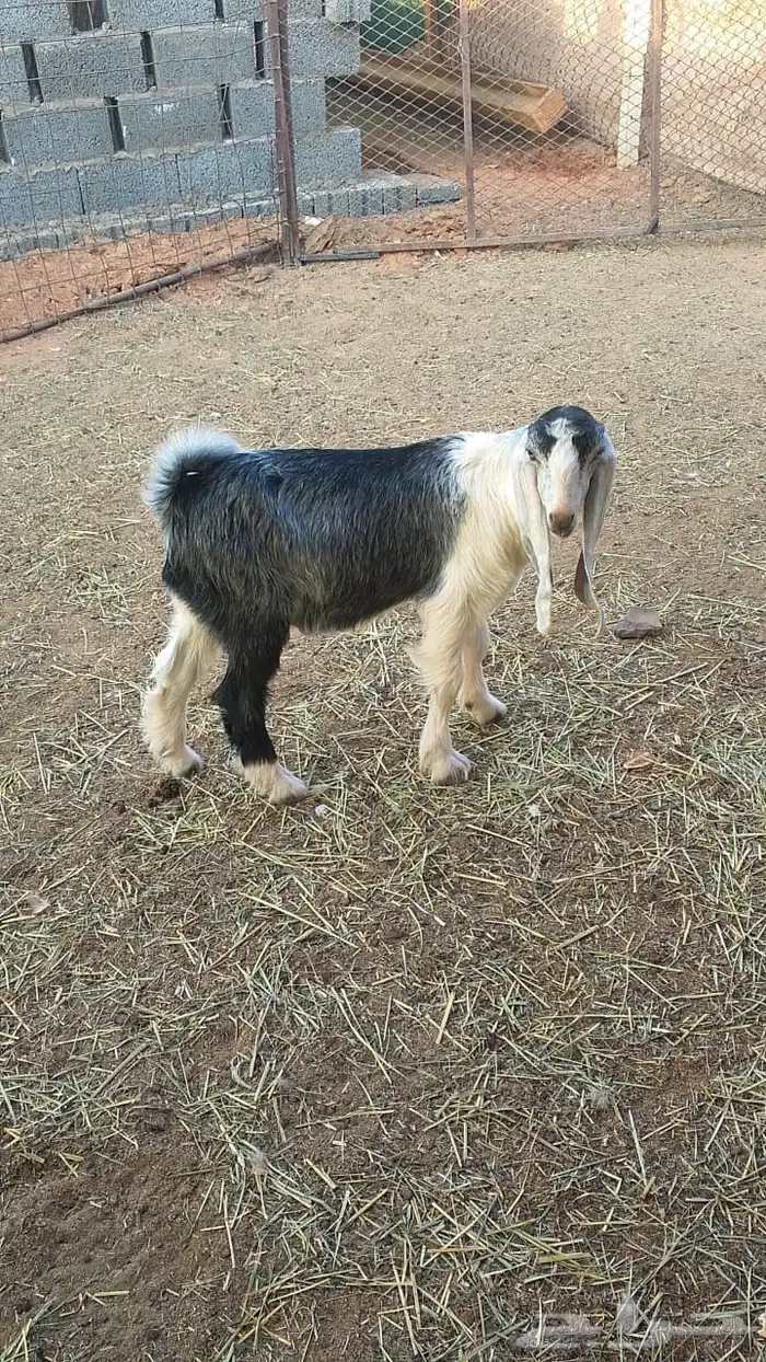 تيس طيب في الجله عمره حول الثلاث شهور 0