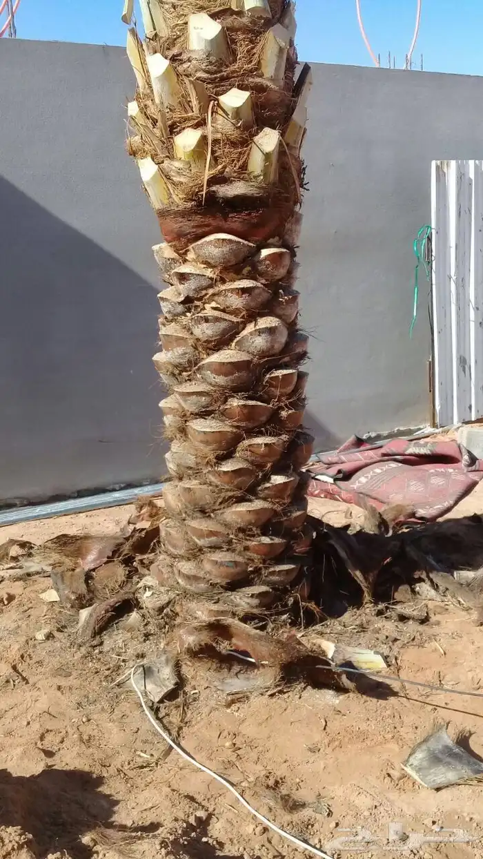 نخيل عربي فسائل نخل نخل عربي نقايل 87