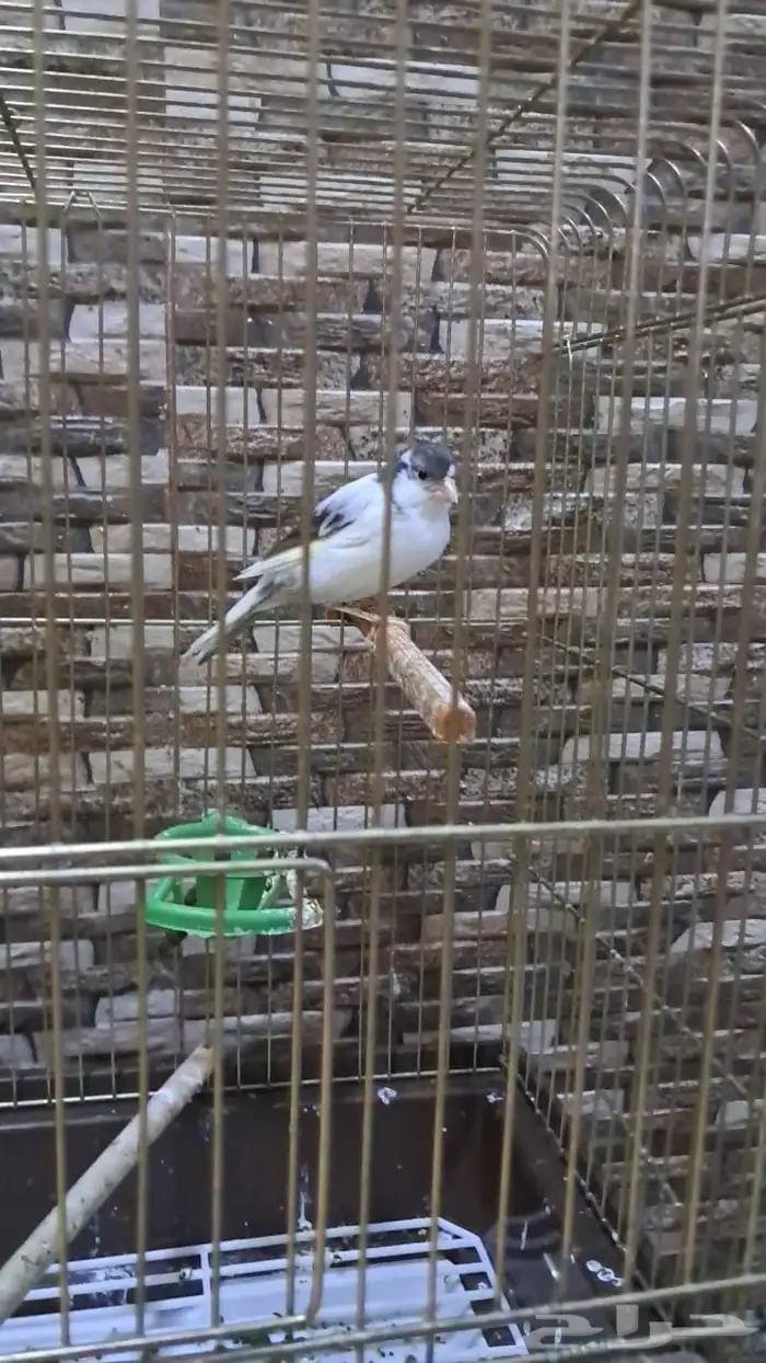 كناري سوري 0