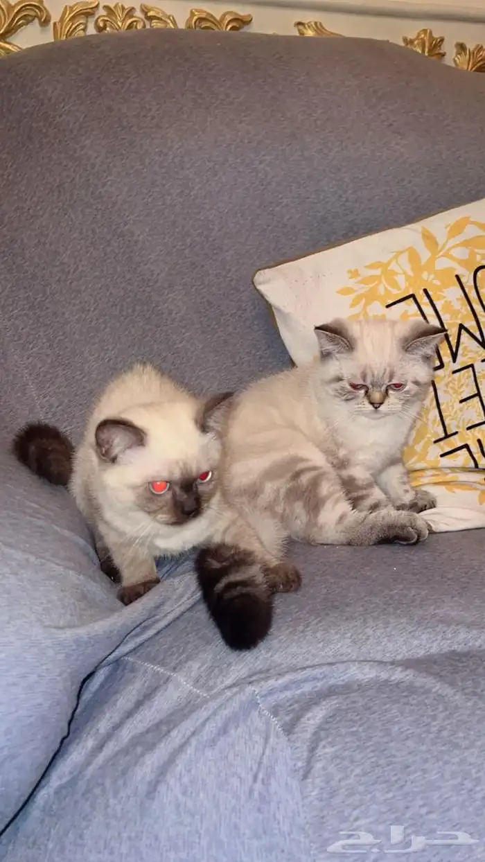 قطط للبيع صحتها سليمه 2