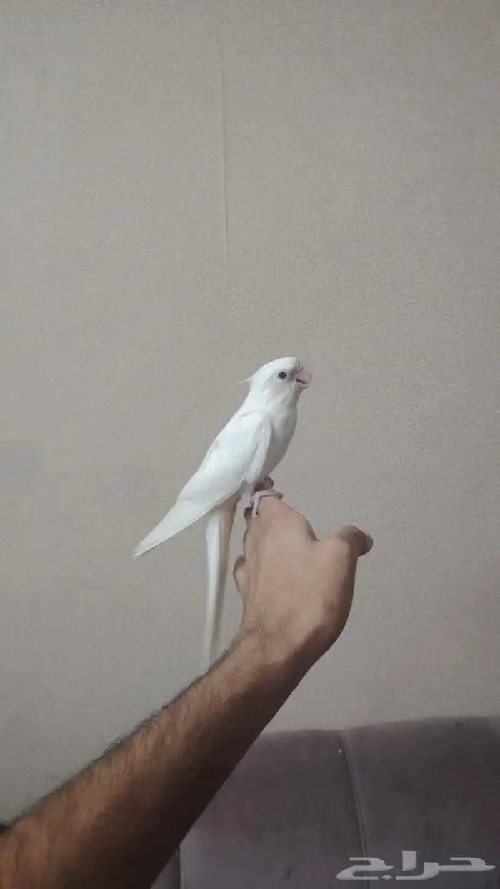 كروان البينو اليف هدد نشبه 0