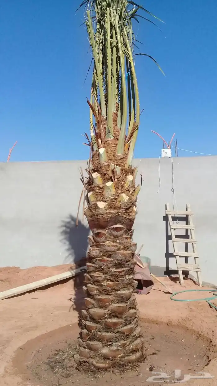 نخيل عربي فسائل نخل نخل عربي نقايل 75