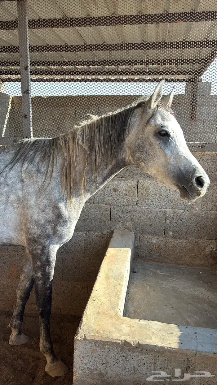 حصان مهر شعبي 3