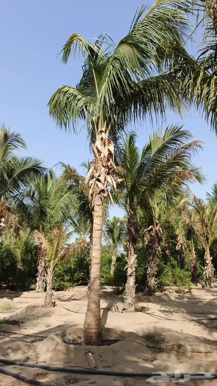 نخيل ملوكي نخيل واشنطني بسعار مناسبه نارجيل 29