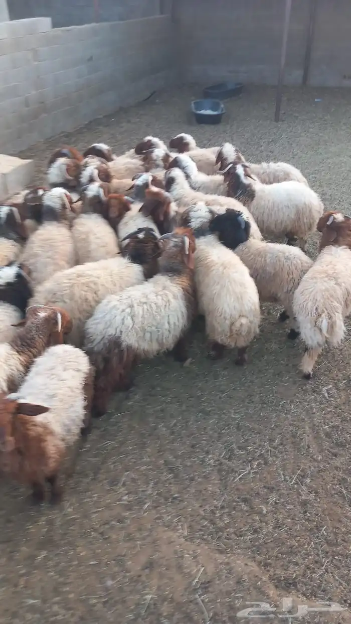 للبيع عدد 28 خروف نعيمي 7شهور وفوق طيبة بالحيل 6