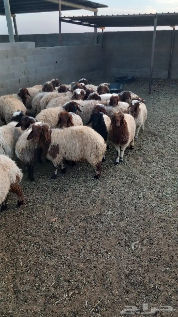 للبيع عدد 28 خروف نعيمي 7شهور وفوق طيبة بالحيل 5