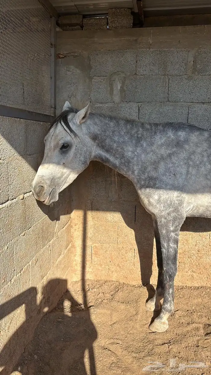 حصان مهر شعبي 2